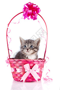小猫在一个带弓的篮子里灰色条纹小猫蓝眼睛的条纹小猫在白色背景上的小猫图片