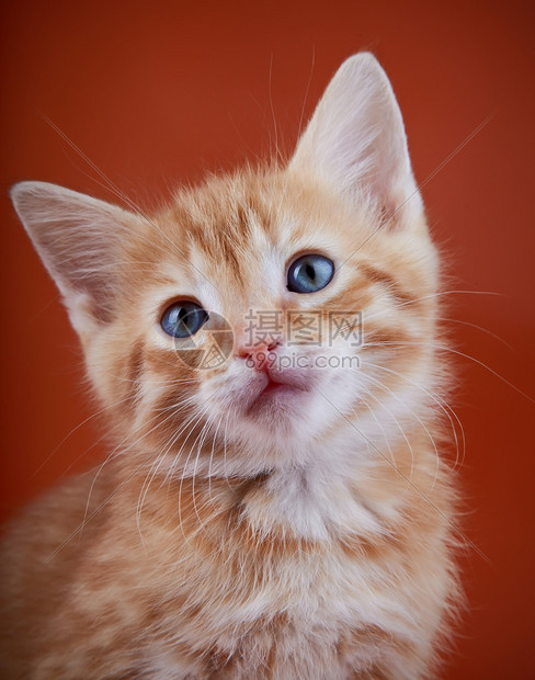 红小猫白背景的小猫条纹小猫图片