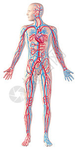 人体的循环系统全图剖面图解剖illustrat背景图片