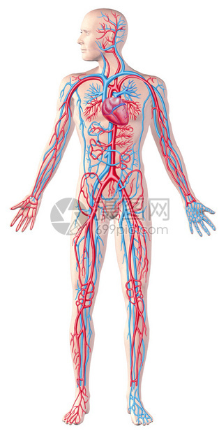 人体的循环系统全图剖面图解剖illustrat图片