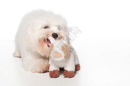 一只7个月大的白色CotondeTulear狗背景图片