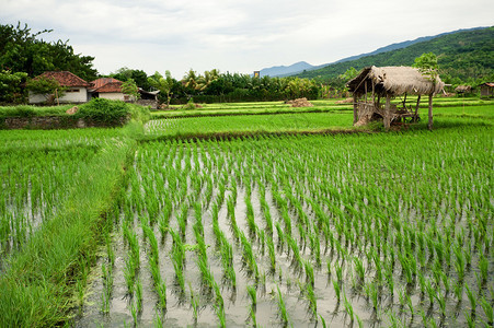 Rice油田印图片