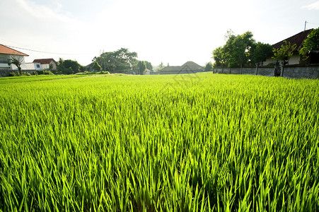 Rice油田印图片