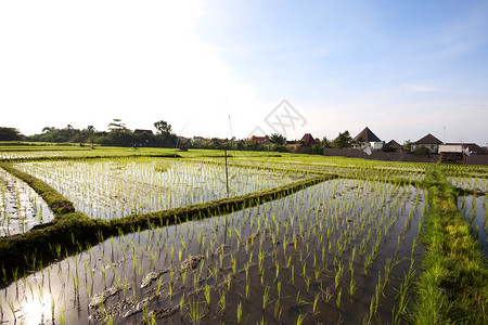 Rice油田印图片