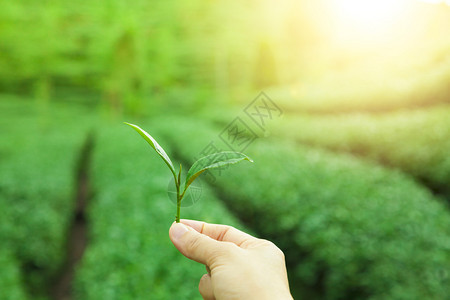 手捧茶叶和绿茶种植园背景图片