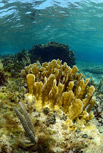 水下生海洋生物和海洋中的珊瑚图片