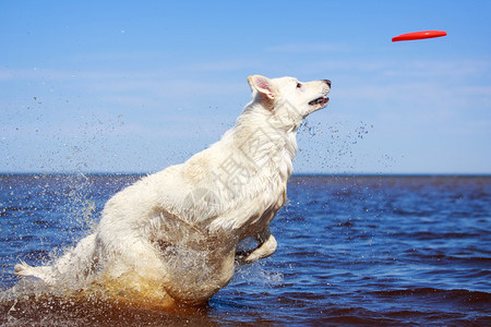 白色瑞士牧羊犬图片