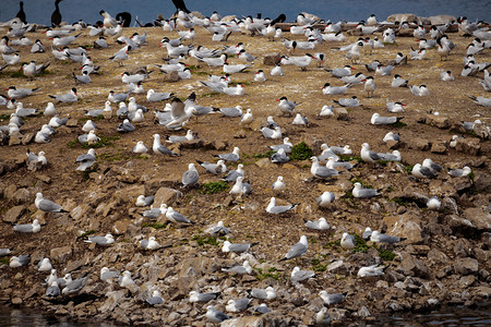 鸟岛沙滩上的鸟群图片