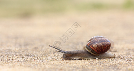 Snail在地面移动图片