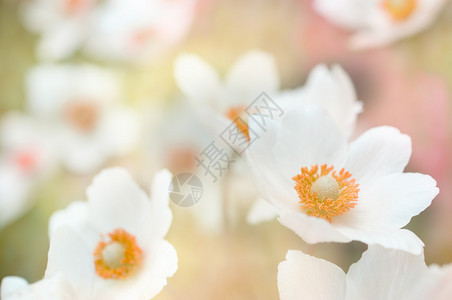 白色花朵的抽象背景浅景深背景图片