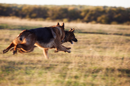 德国牧羊犬背景图片