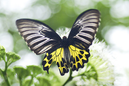 自然中的黄黑蝴蝶背景图片