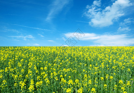 鲜嫩的绿色黄色的油菜花田蓝天图片