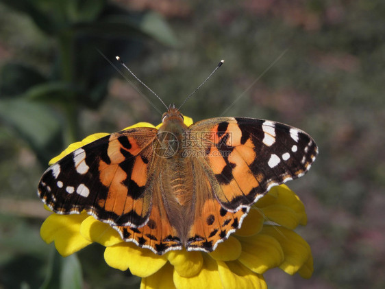 黄花上的蝴蝶昆图片