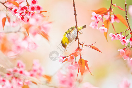 樱花和樱花上的白眼鸟图片