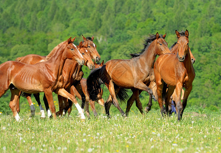 正版立即下载照片  |夏日在田间奔跑的马正版免费下载照片  |夏日在