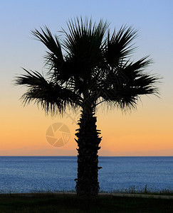 棕榈树日落金色蓝天背光图片