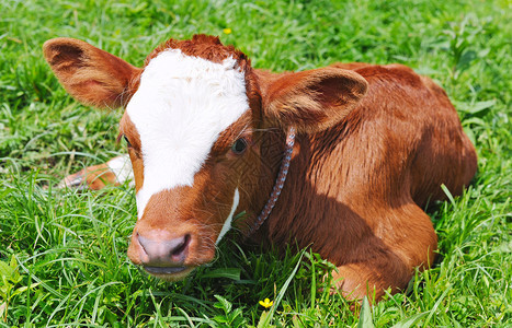 在绿草的新出生的小牛背景图片