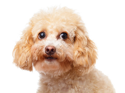 狗贵宾犬特写背景图片