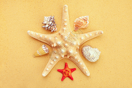 沙子背景中的贝壳和海星图片