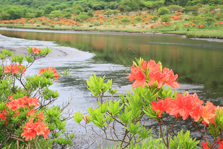 日本阿扎利亚原沼泽地日本贡马图片