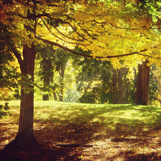 美国纽约中央公园的秋图片