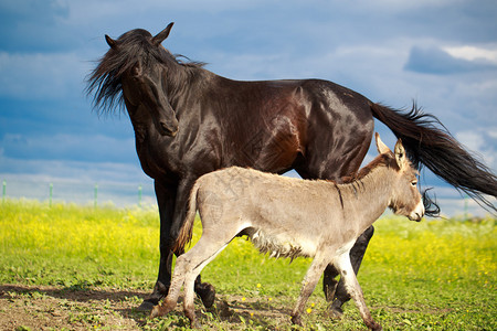 黑马灰驴戏图片
