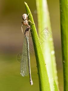 蟹蛛Xysticusulmi捕获了一只少女苍蝇坐在水兵或水菠萝里图片