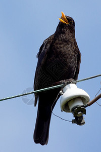 唱歌时坐着电线的欧洲黑鸟EuropeanBlac图片