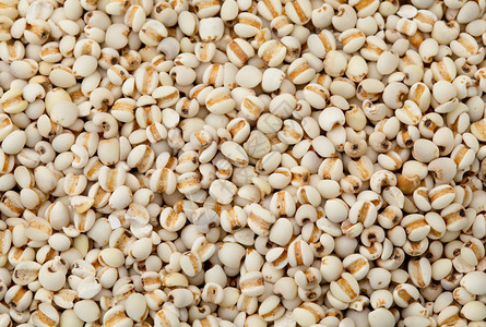 中药薏苡仁图片