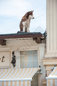 狗在屋顶上看过路人图片