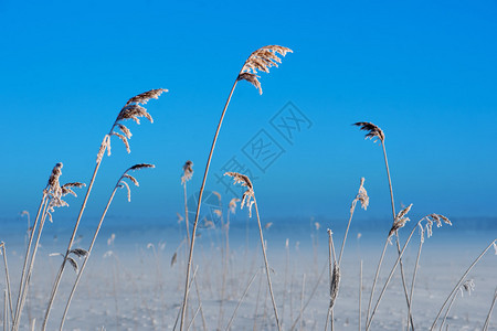 蓝天湖畔冰冻芦苇的冬季景观图片