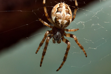 蜘蛛织网背景图片