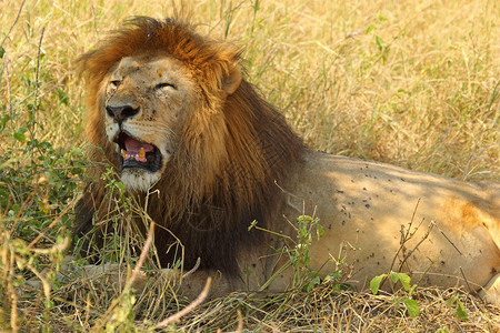 雄狮子PantheraLeo的图片