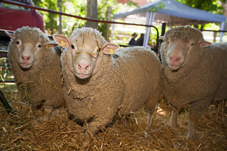 牲畜展上的绵羊图片