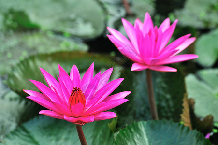 夏天盛开的粉红色莲花图片