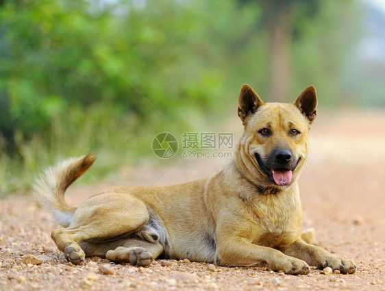 泰国狗图片
