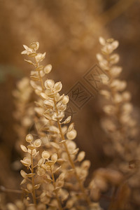 野生植物与阳光对图片