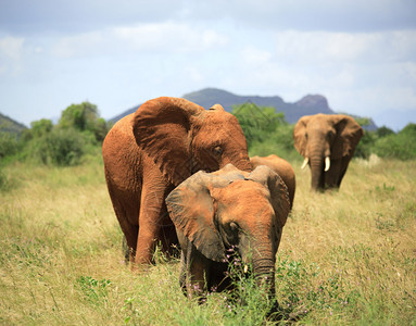 大象Samburu公园家庭图片