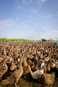 一个自由放养的鸭场背景图片