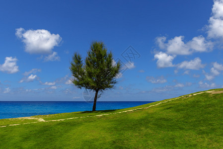 蔚蓝大海的岸边孤独的树图片