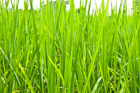 泰国雨中的稻田绿草图片