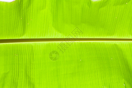 绿叶香蕉棕榈树图片