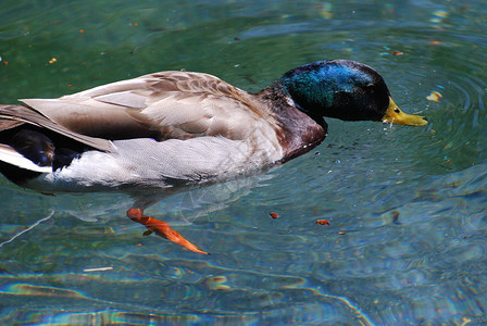 一只雄野鸭在水池中游泳图片