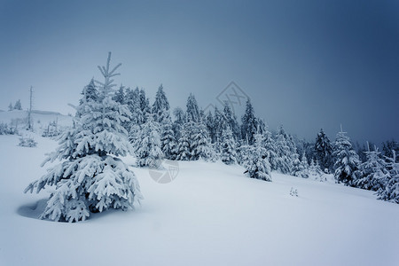 美丽的冬季风景和雪覆盖的树木喀尔巴阡图片