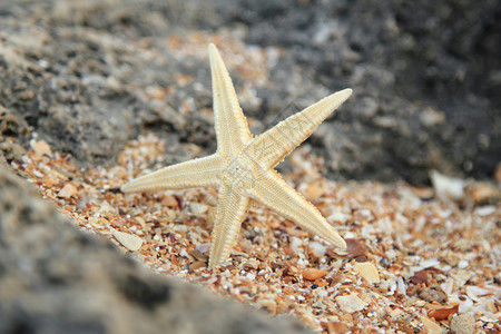 外表美丽的海星鱼躺在海洋的背景图片