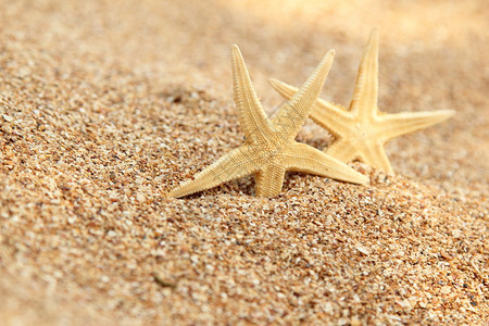 海星在沙子上的特写镜头海滩上的海星图片