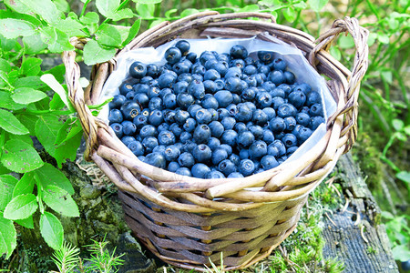 林中新鲜的蓝莓篮子新鲜成熟的浆图片