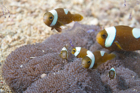 一群小丑鱼在菲律宾图片