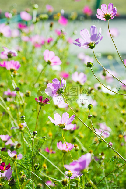 大波斯菊花田图片